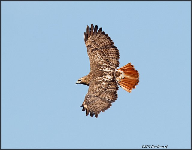 _2SB2802 red-tailed hawk.jpg